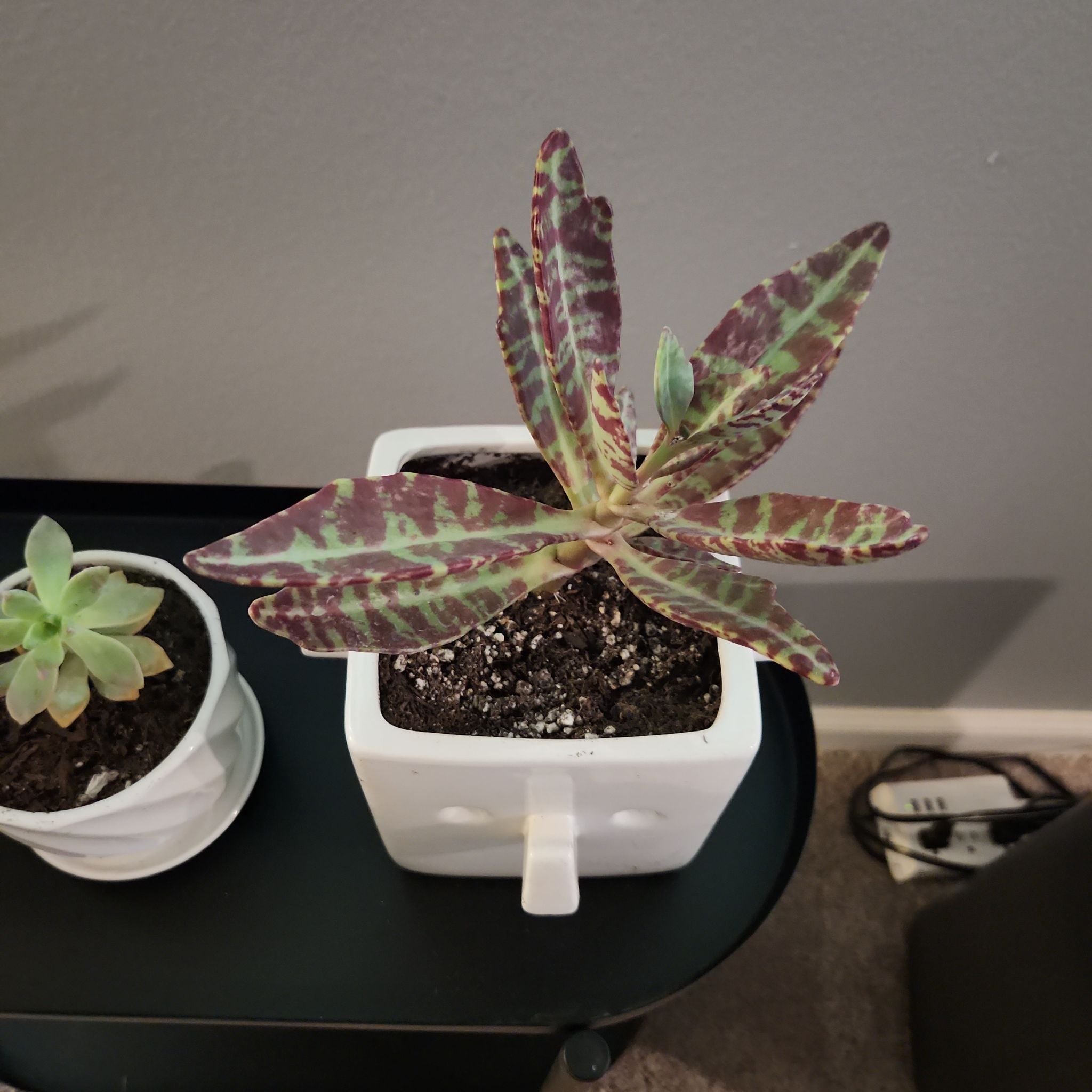 How Much Humidity Does My Kalanchoe humilis Need?