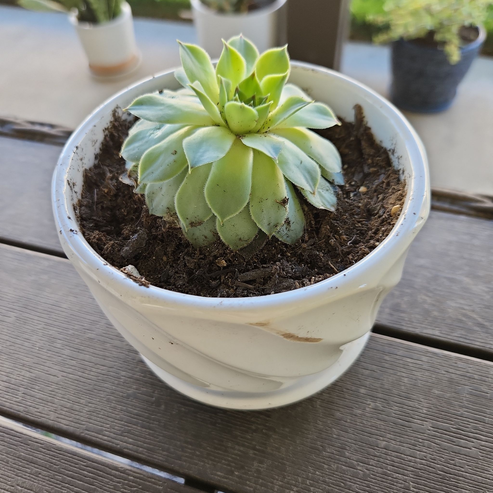 A succulent plant, likely an Echeveria, in a white pot on a wooden surface.