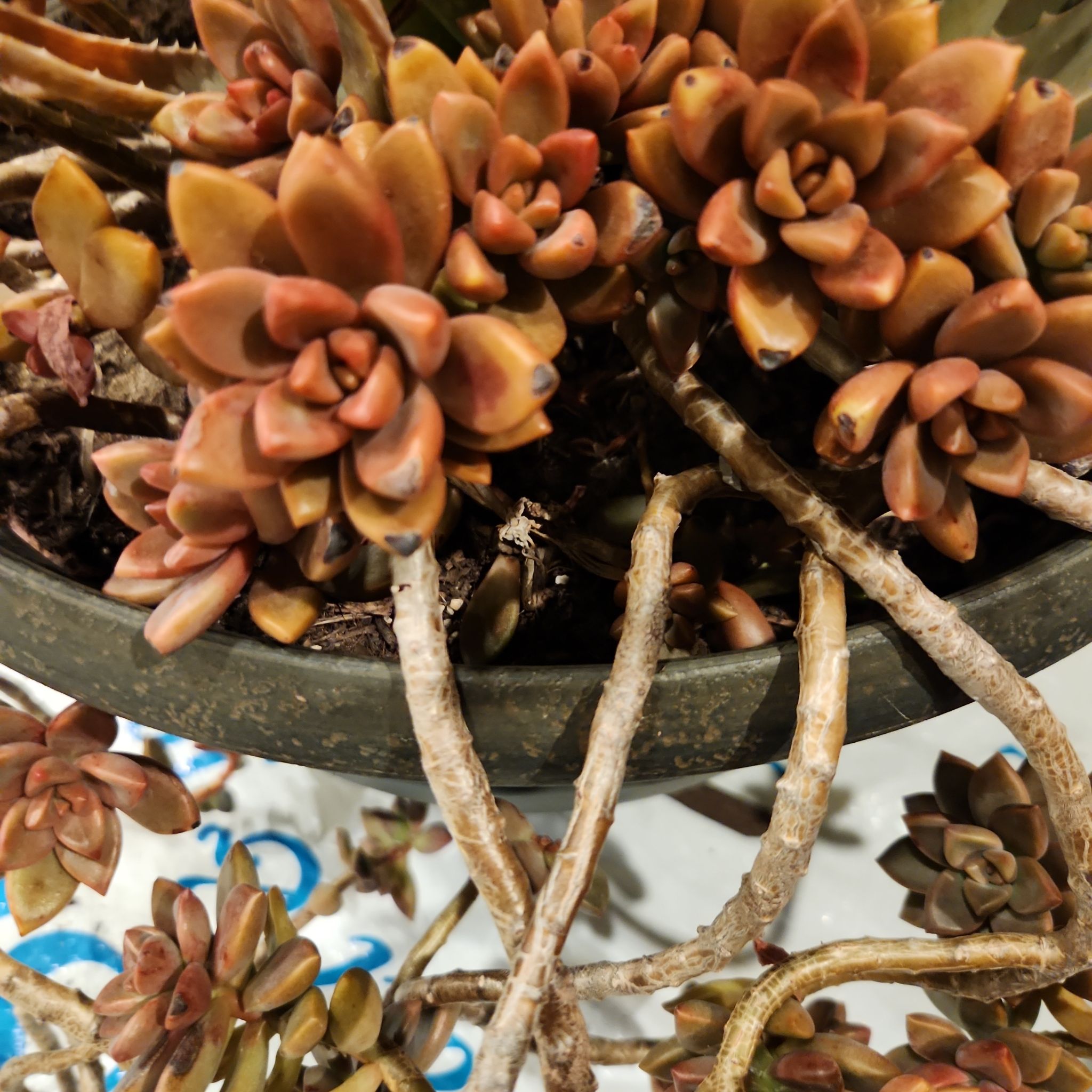 Graptosedum 'Copper Glow' succulent with reddish-brown leaves in a pot.