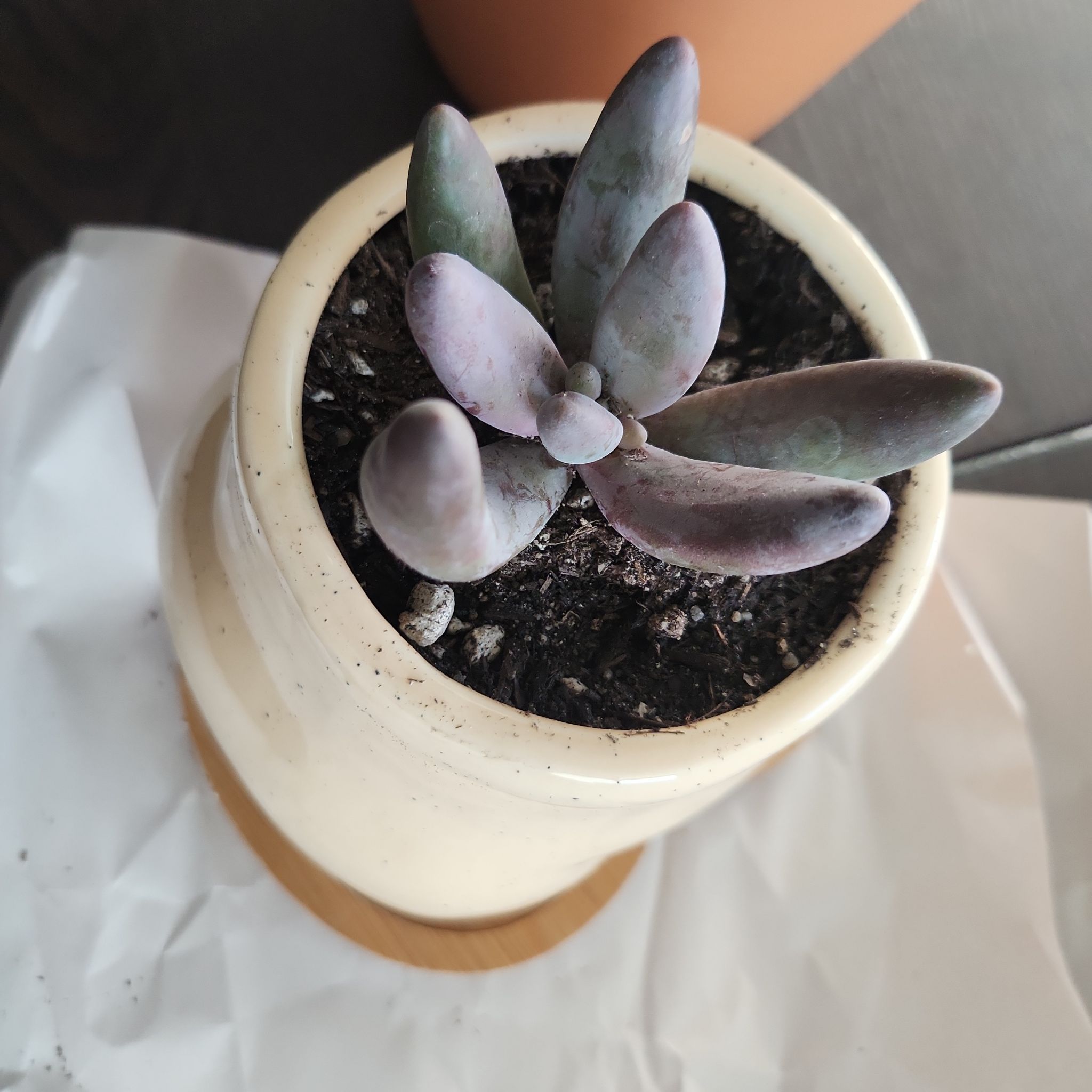 Pachysedum 'Ganzhou' plant in a small pot with visible soil, well-framed and in focus.