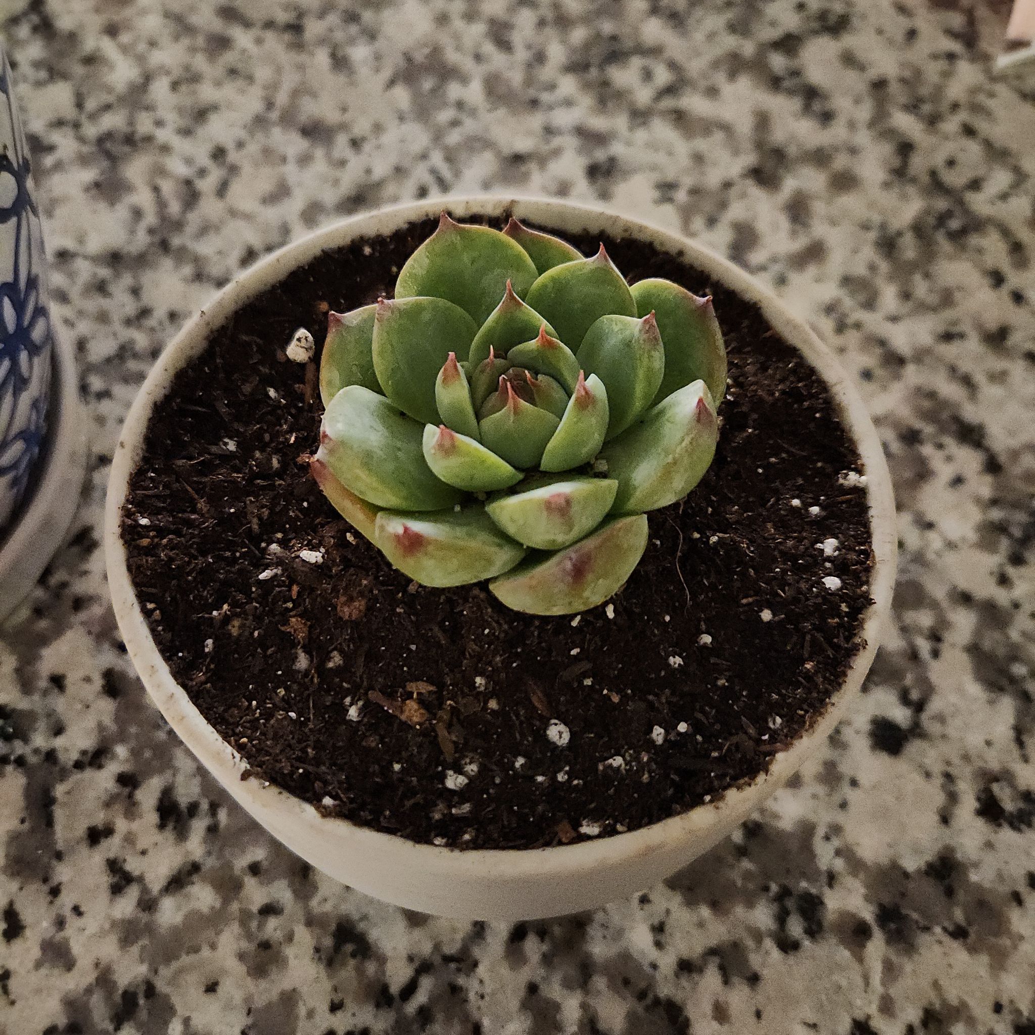 Echeveria colorata succulent in a pot with visible soil, well-framed and in focus.