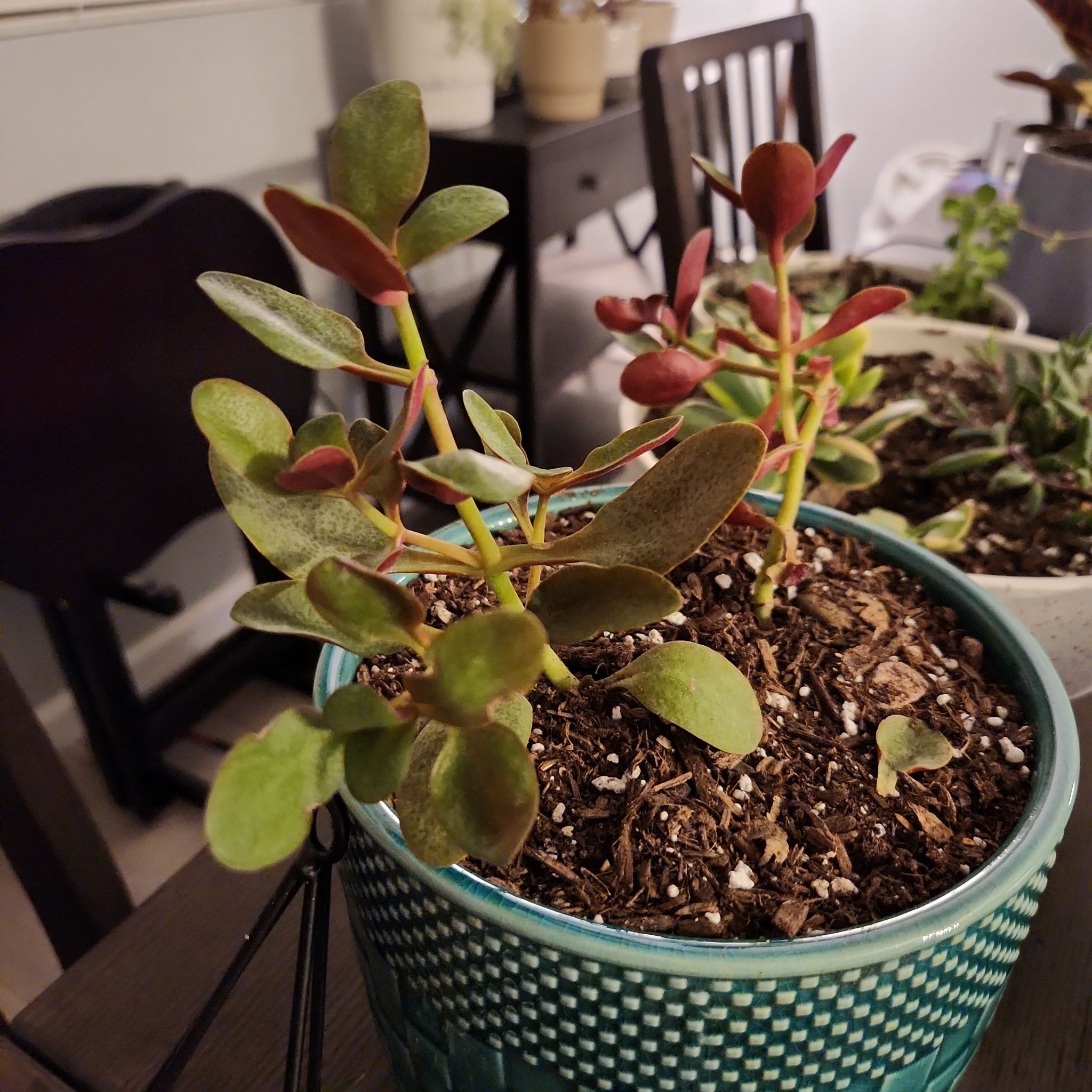 Potted Fairy Crassula plant with visible soil, healthy leaves, and no flowers.