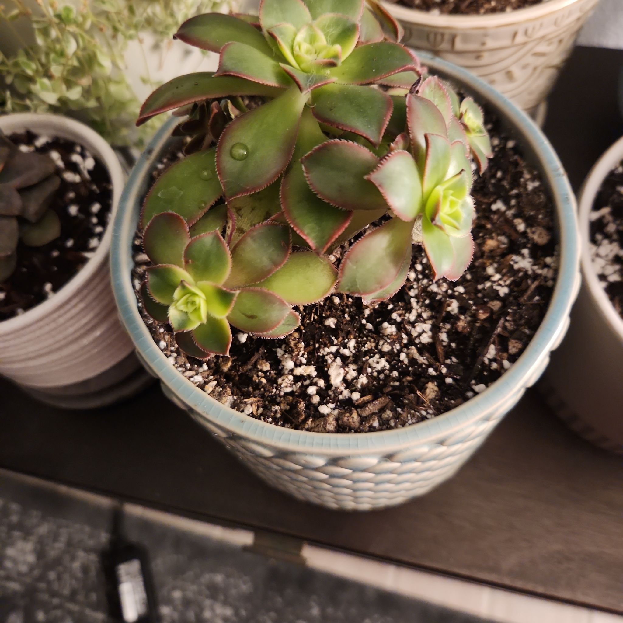 Potted Kiwi Aeonium succulent with green leaves edged in red, visible soil.