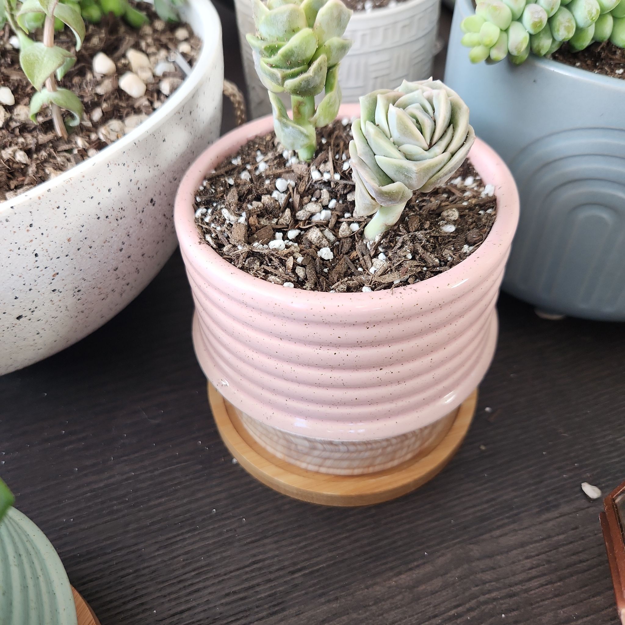 Potted Graptoveria 'Lovely Rose' succulent in a pink pot with visible soil.