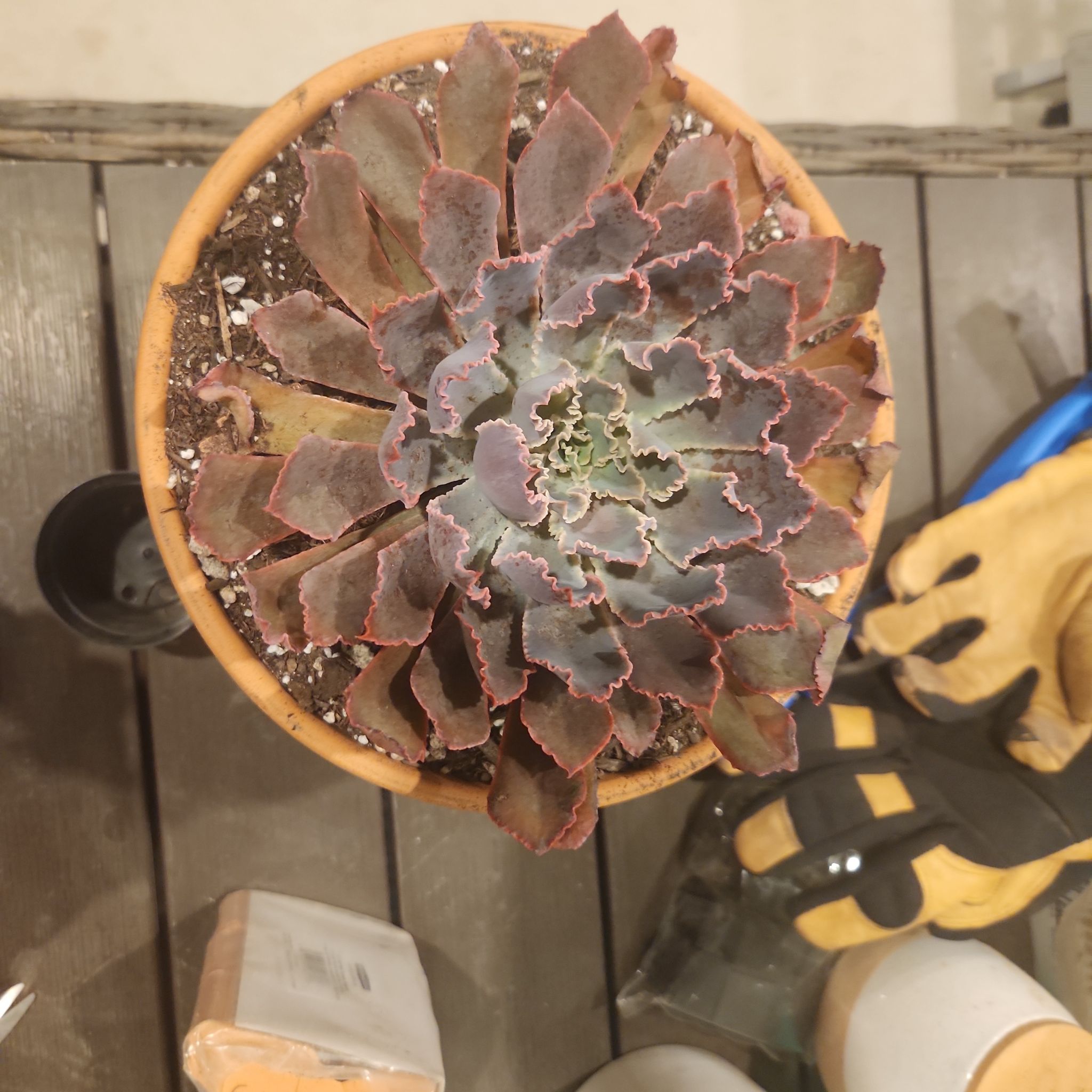 Top view of a healthy Echeveria 'Neon Breakers' succulent in a pot.