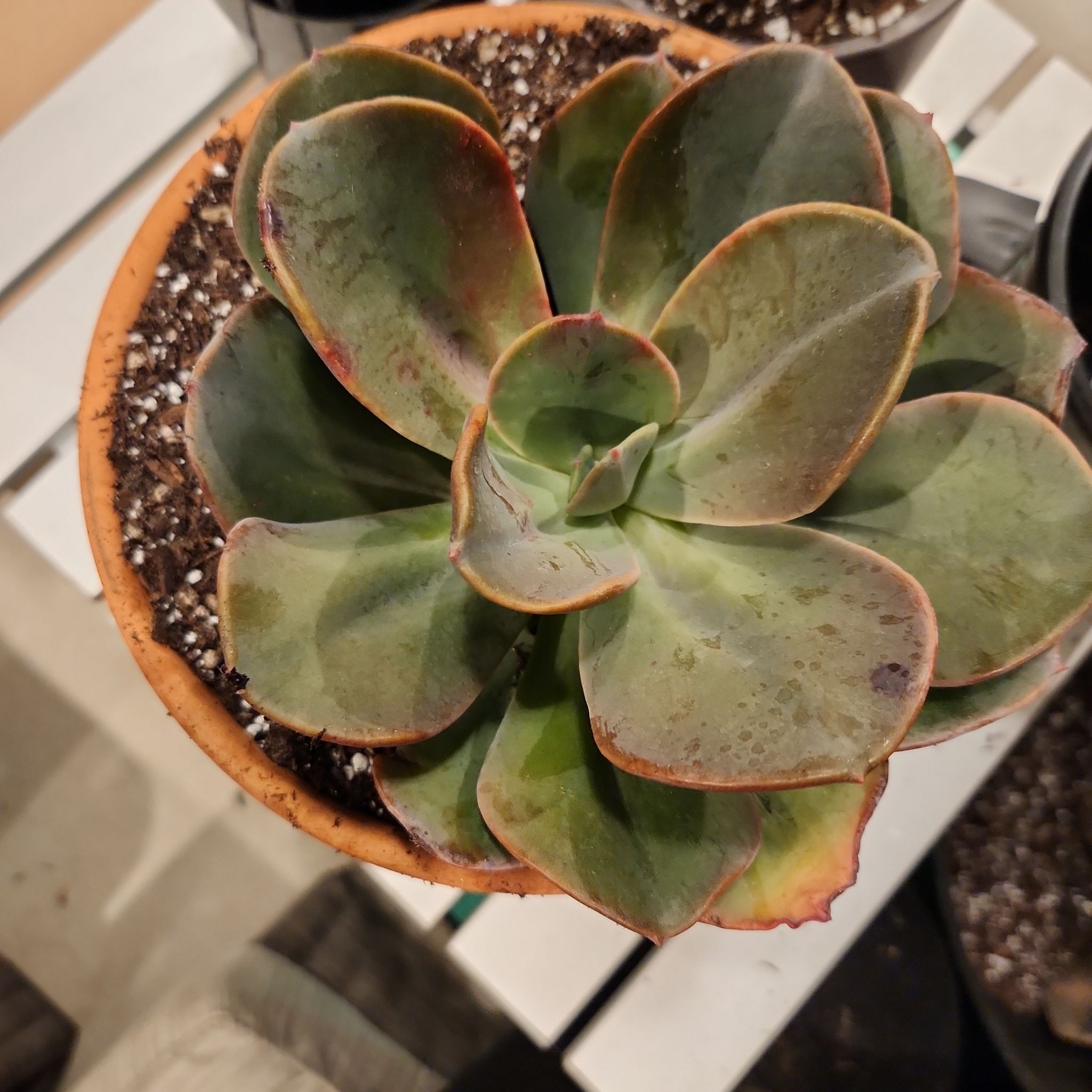 Photo of the plant species Blue Fairy Echeveria by @TangibleGabisan named Surya on Greg, the plant care app