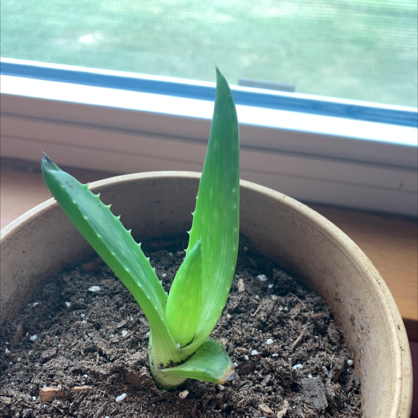 Aloe vera plant photo by @summeralyssa2 named Baby Aloe 1 on Greg, the plant care app.