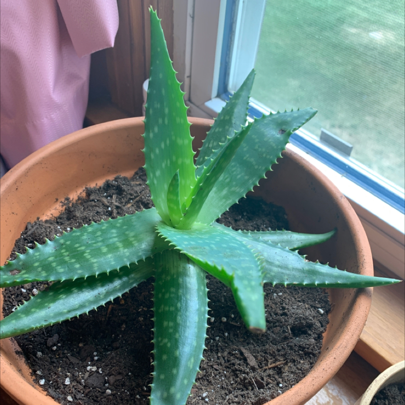 Aloe vera plant photo by @summeralyssa2 named Attis on Greg, the plant care app.