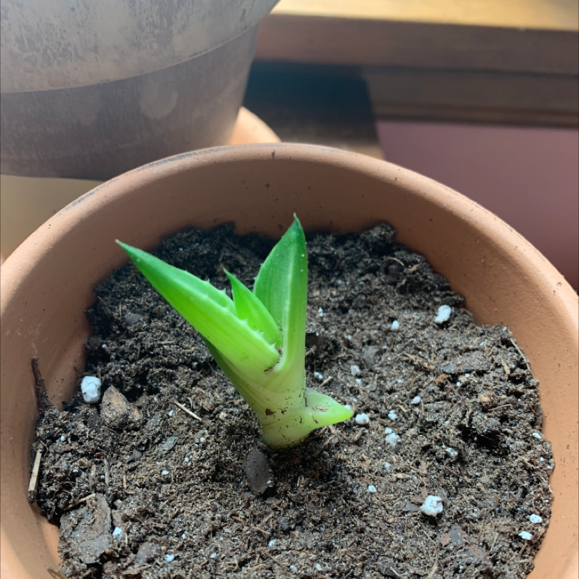 Aloe vera plant photo by @summeralyssa2 named Baby Aloe 3 on Greg, the plant care app.