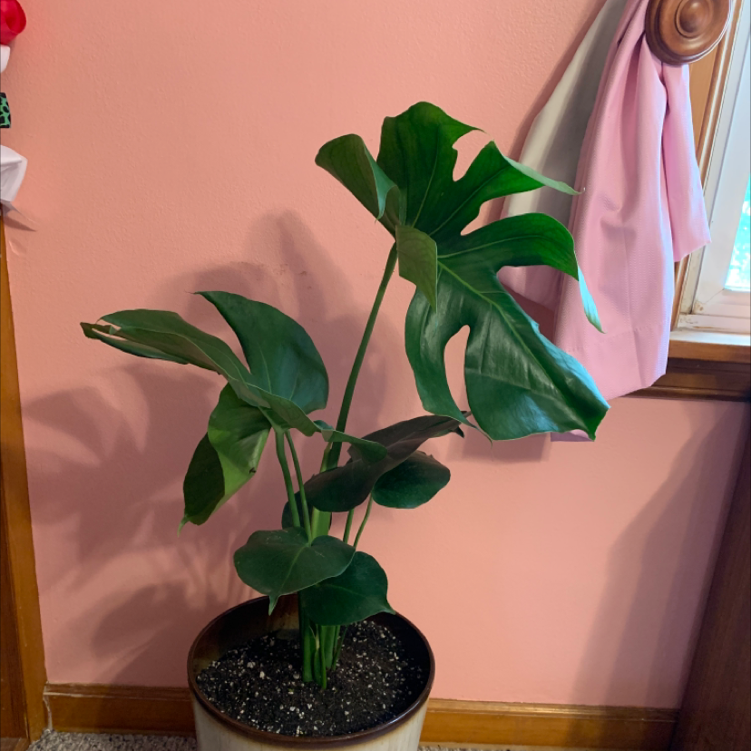 Monstera plant photo by @summeralyssa2 named Greeny on Greg, the plant care app.