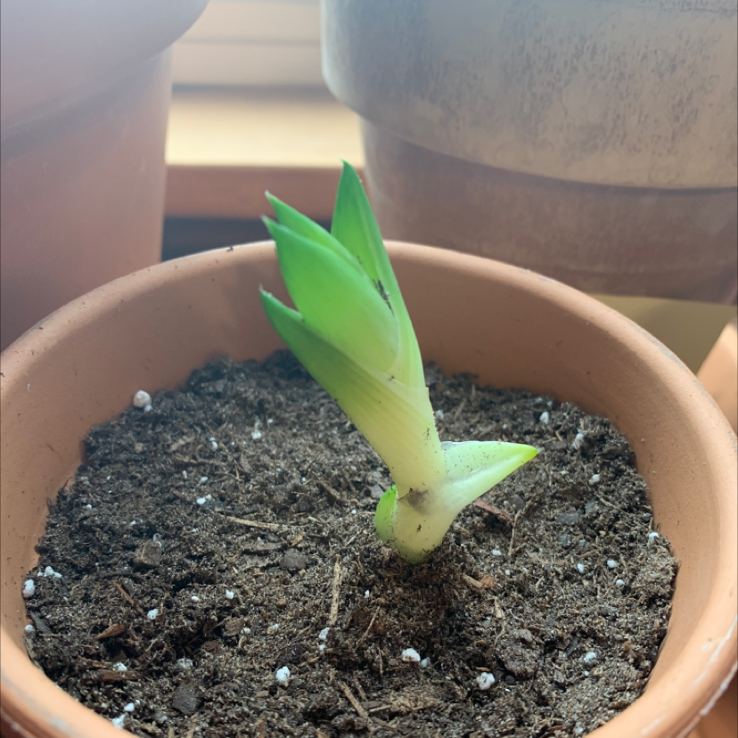 Aloe vera plant photo by @summeralyssa2 named Baby Aloe 2 on Greg, the plant care app.