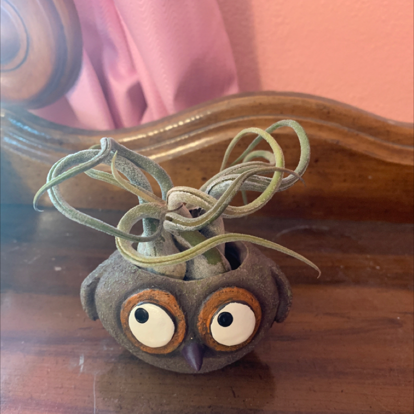 Medusa Head Air Plant plant photo by @summeralyssa2 named Medusa on Greg, the plant care app.