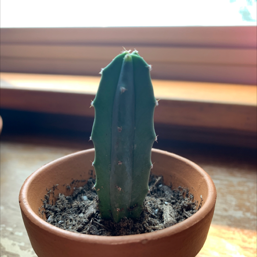 Blue Myrtle Cactus plant photo by @summeralyssa2 named Itty Bitty Titty on Greg, the plant care app.