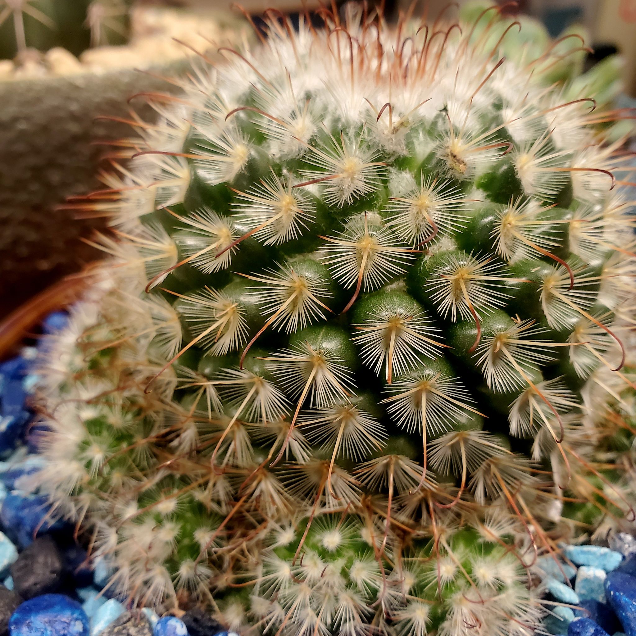 Common Fishhook Cactus with healthy green coloration and well-defined spines.