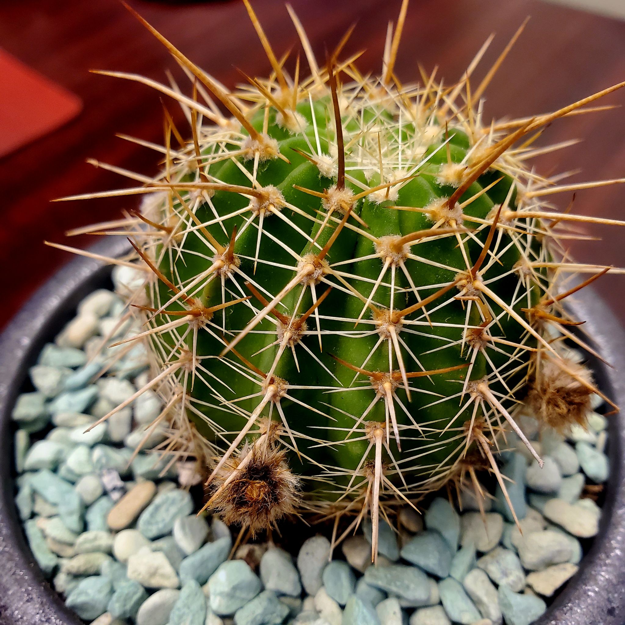 Plant care for Echinobivia 'Rainbow Bursts' f. cristata on Greg, the plant care app