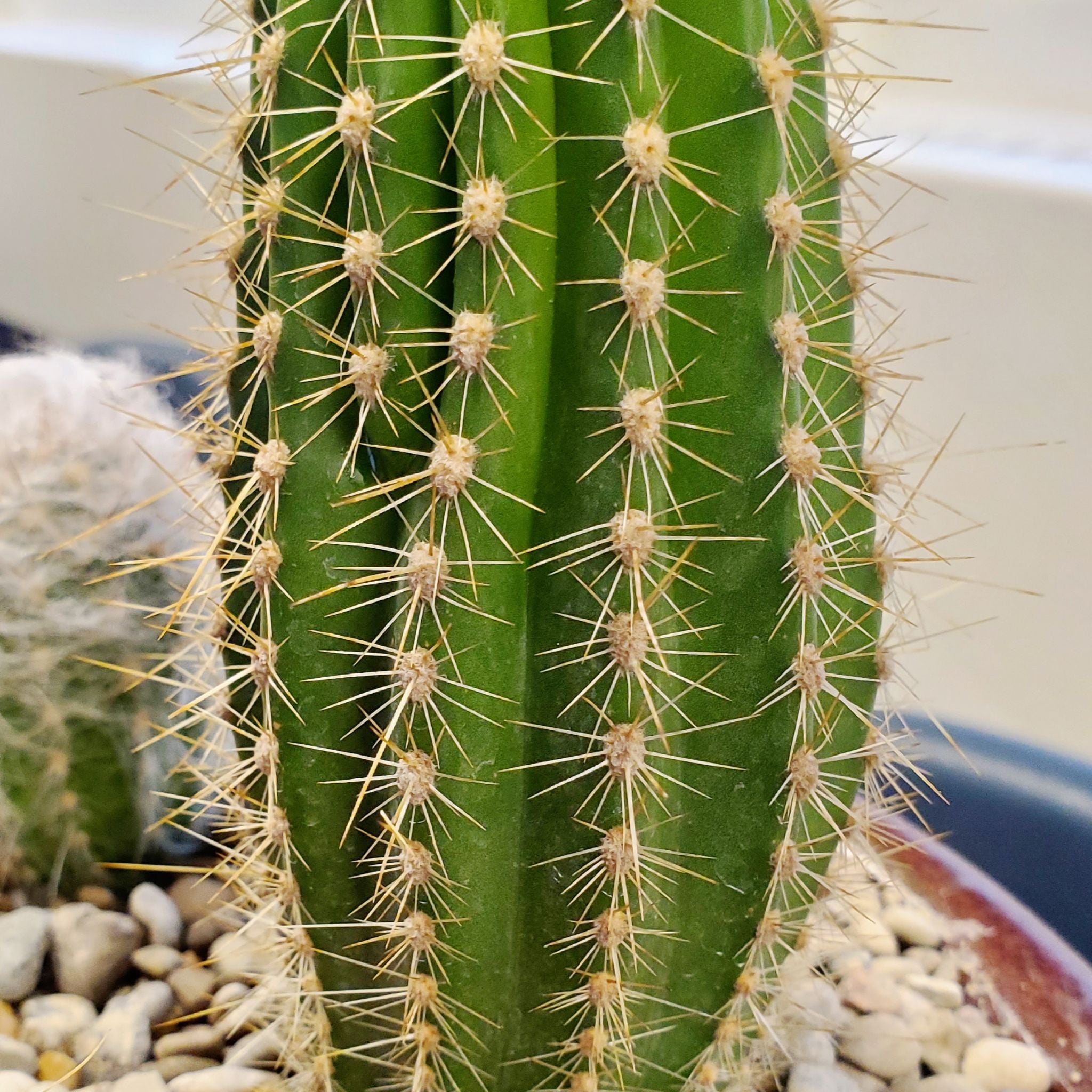 Photo of the plant species Golden Torch by @Dustmite named Trichocereus Spachianus on Greg, the plant care app