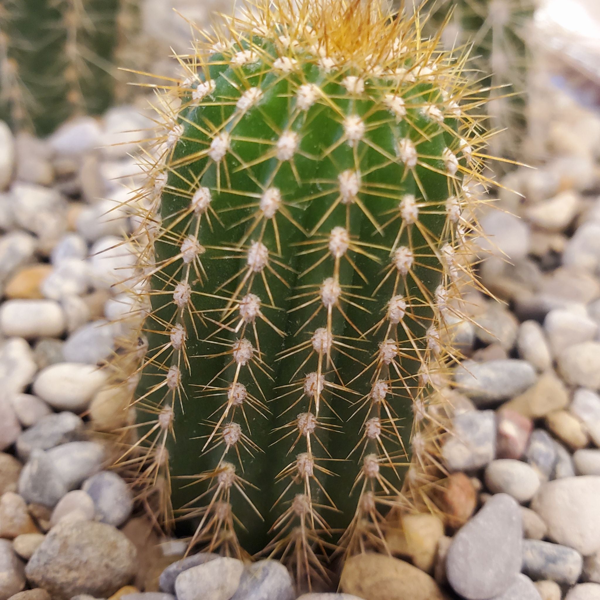 Photo of the plant species Golden Torch by @Dustmite named Trichocereus Spachianus on Greg, the plant care app