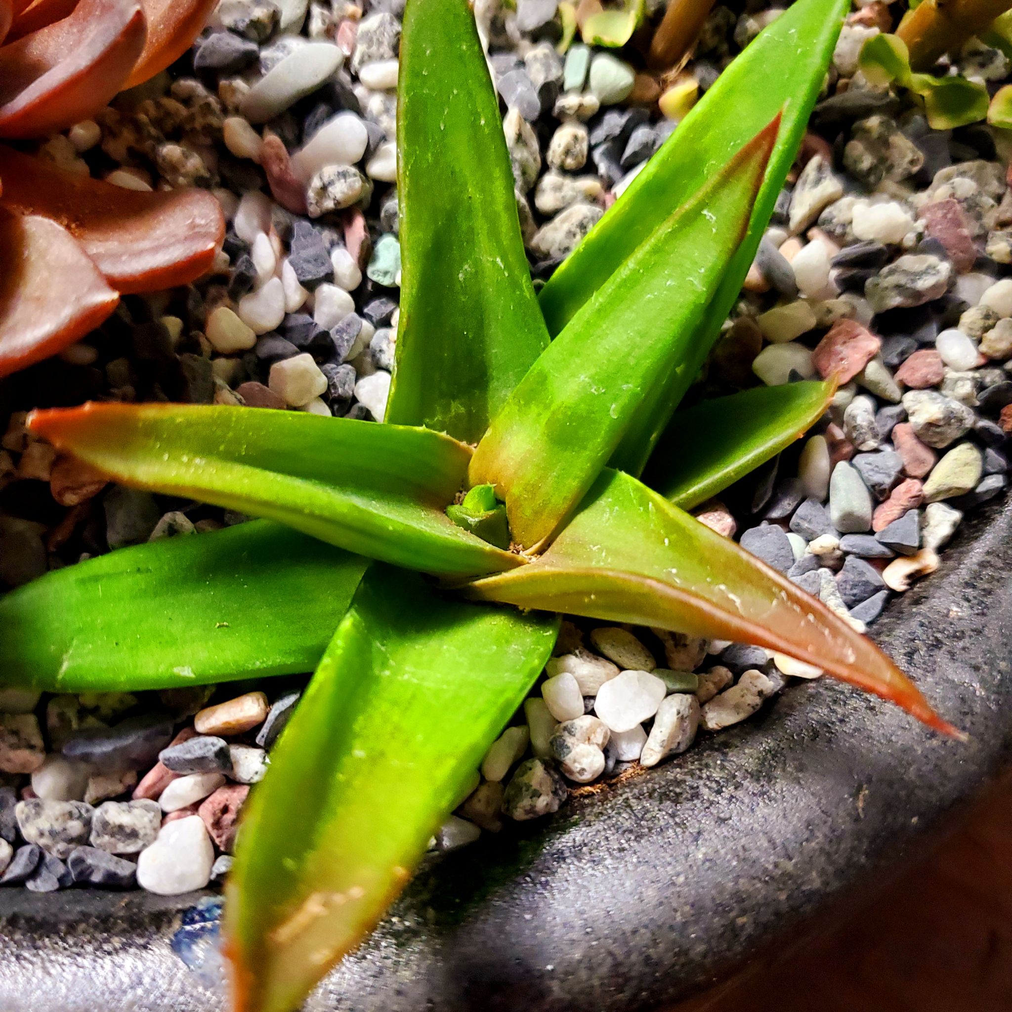 Alworthia 'Black Gem' succulent with green leaves and brown tips in a pot with pebbles.