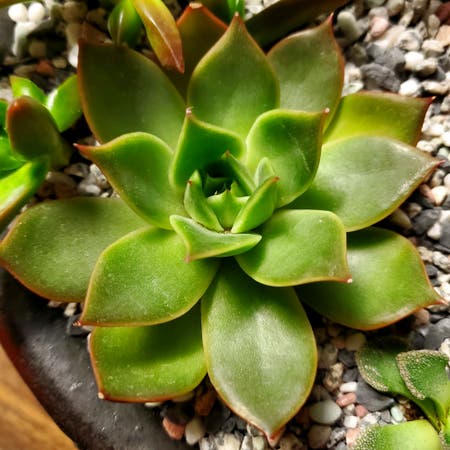 Photo of the plant species Echeveria 'Green Prince' by Dustmite named Echeveria 'Green Prince' on Greg, the plant care app