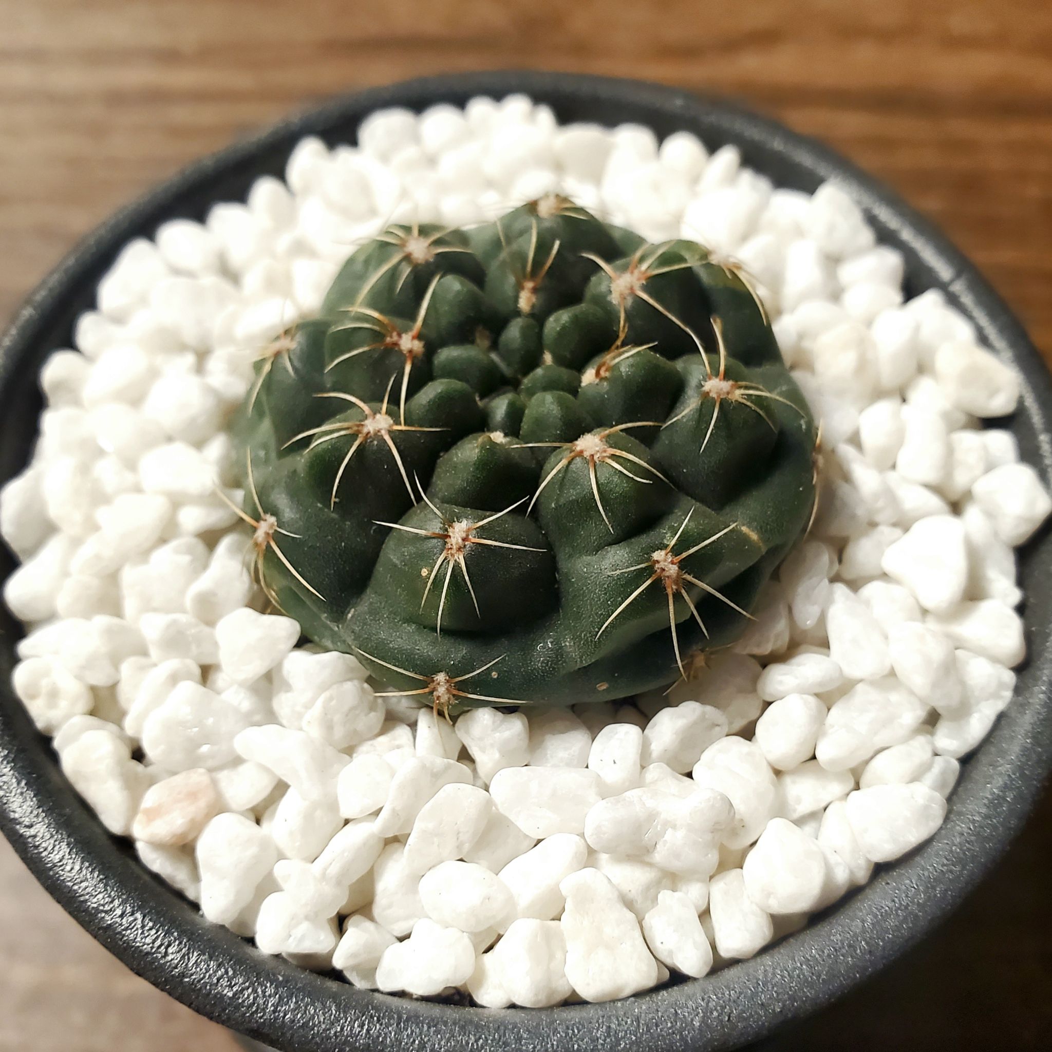 Plant care for Gymnocalcium Stellatum on Greg, the plant care app