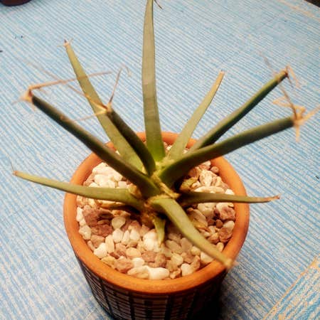 Photo of the plant species Agave Cactus by Dustmite named Leuchtenbergia Principis on Greg, the plant care app