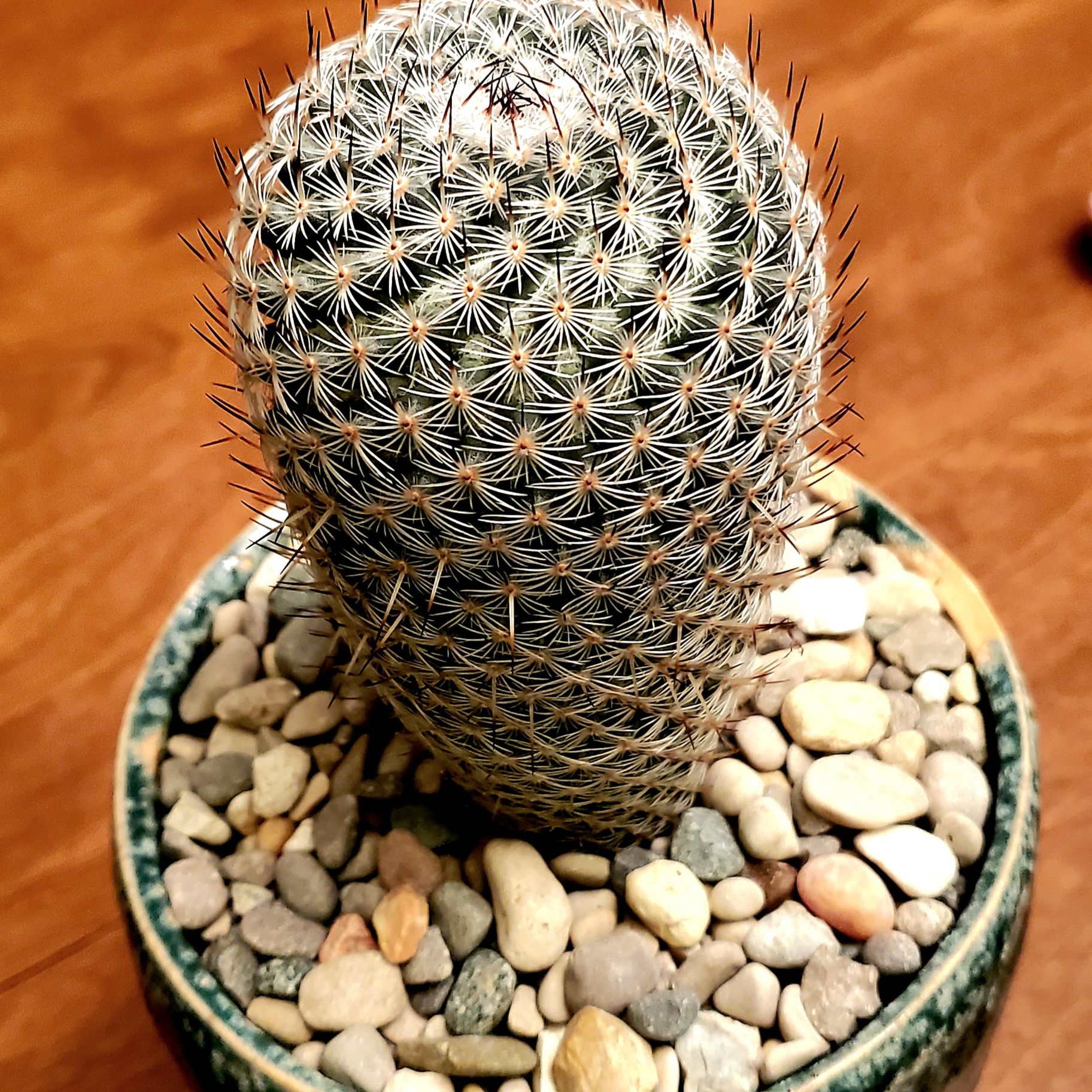 Photo of the plant species Birthday Cake Cactus by @Dustmite named Mammillaria Haageana v. Elegans on Greg, the plant care app