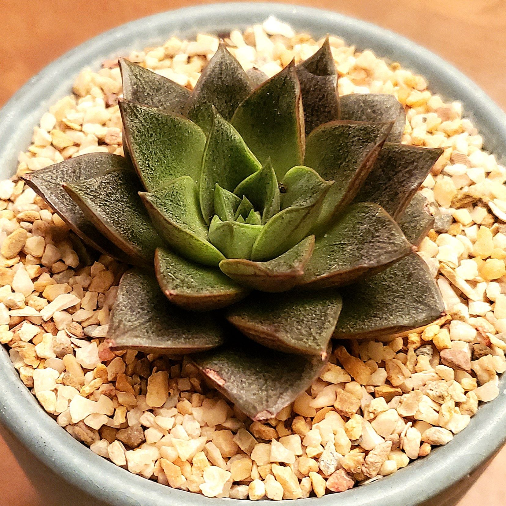 Photo of the plant species Echeveria purpusiorum by @Dustmite named Echeveria Purpusorum on Greg, the plant care app