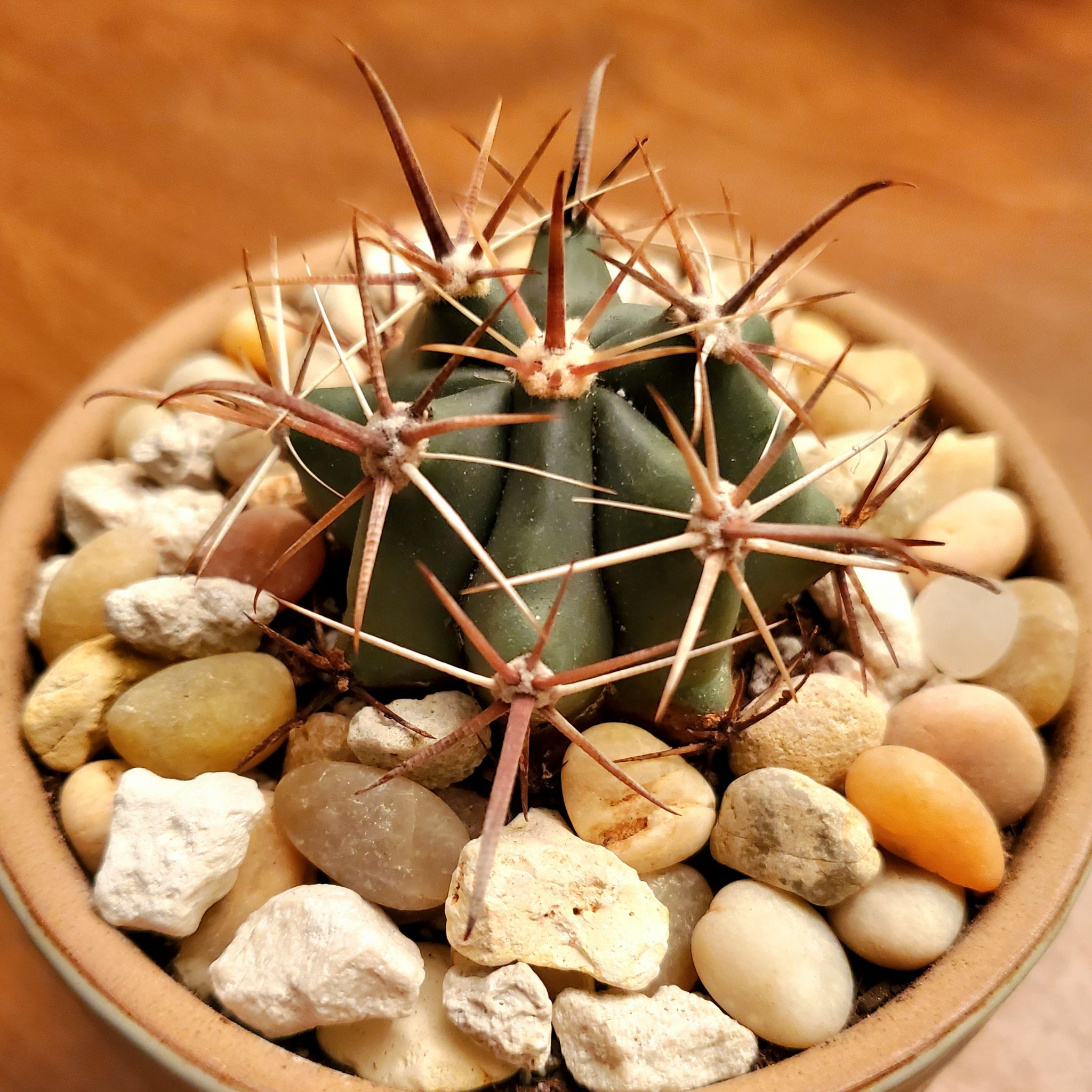 Emory's Barrel Cactus in a pot with decorative stones, appearing healthy.