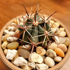 Emory's Barrel Cactus plant