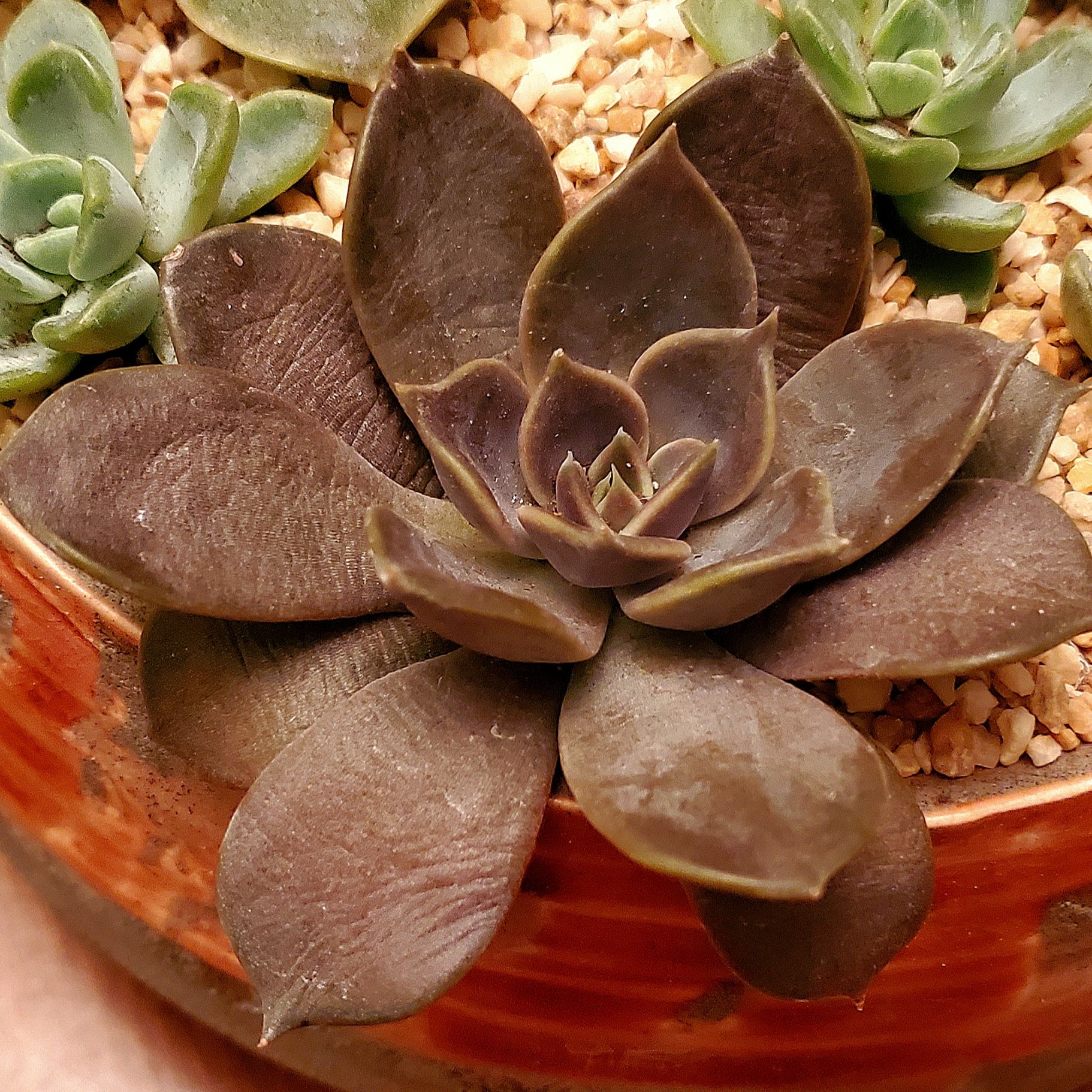 Echeveria 'Dark Moon' succulent with dark leaves in a rosette pattern, planted in a pot with visible soil.