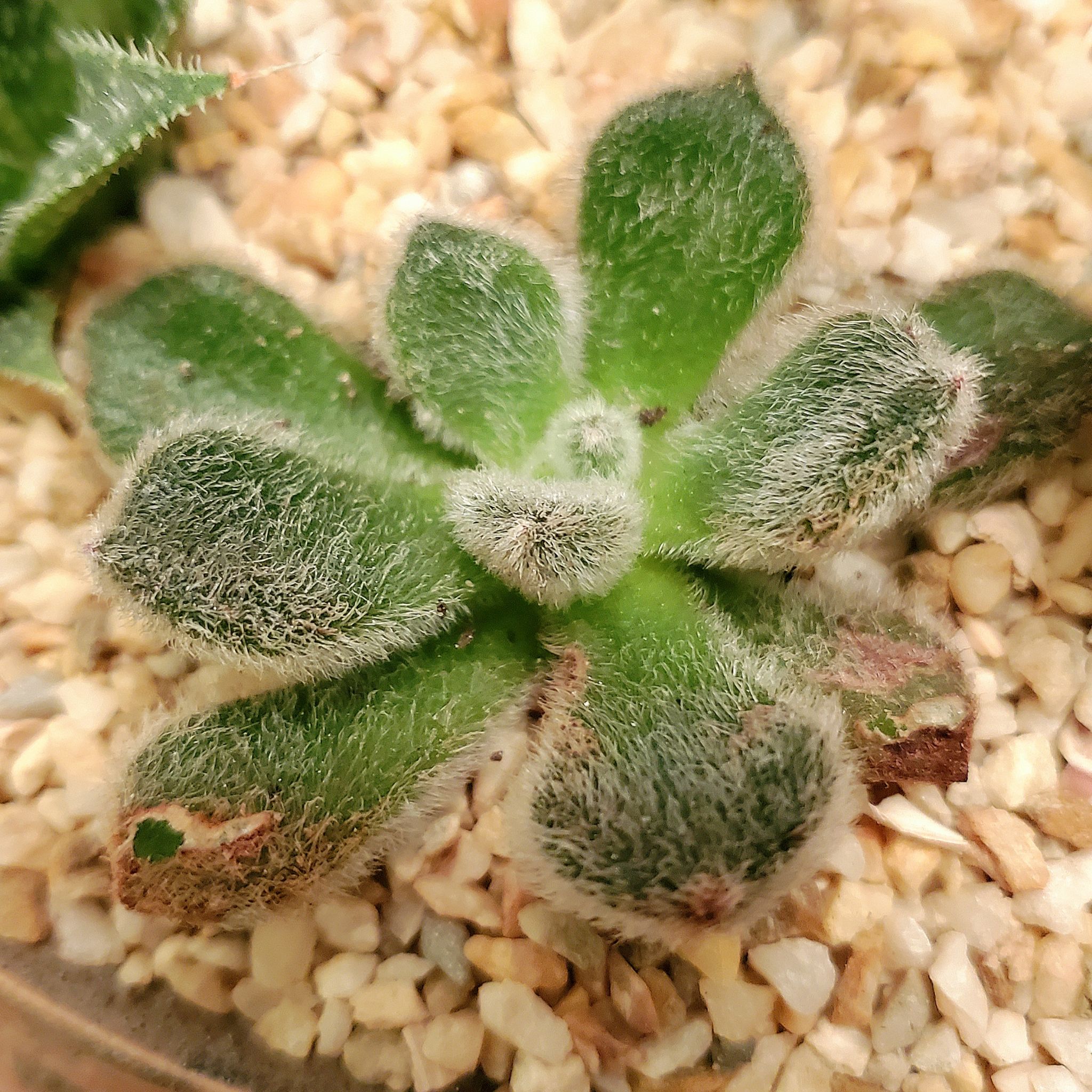 Woolly Rose plant with fuzzy green leaves in rocky soil.