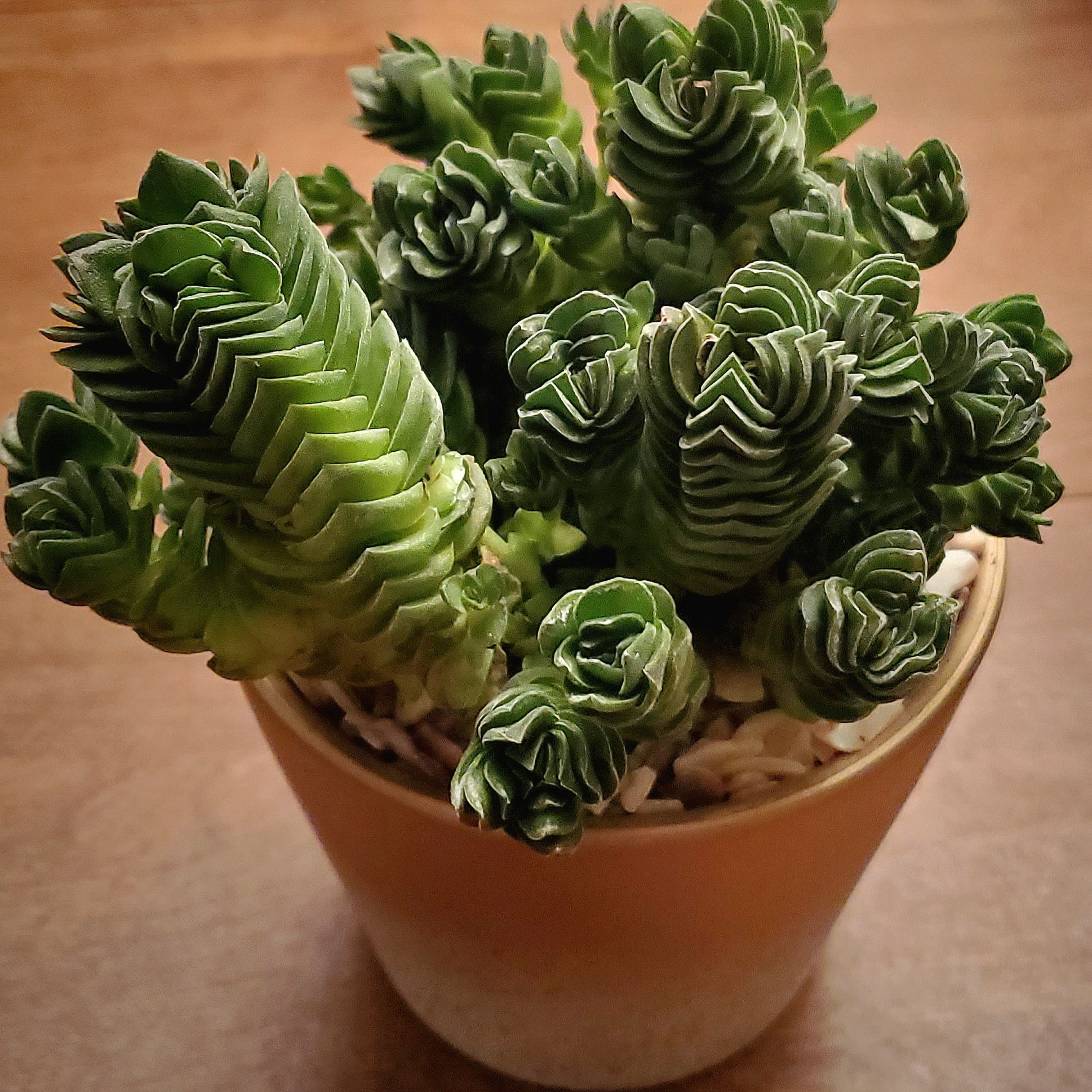Photo of the plant species Crassula 'Buddha's Temple' by @Dustmite named Crassula 'Buddha's Temple' on Greg, the plant care app