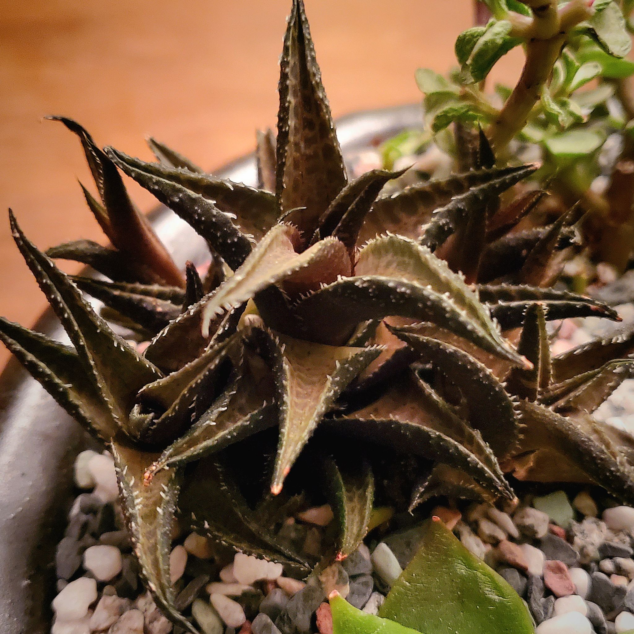 Haworthia venosa succulent plant in a pot with visible soil and pebbles.
