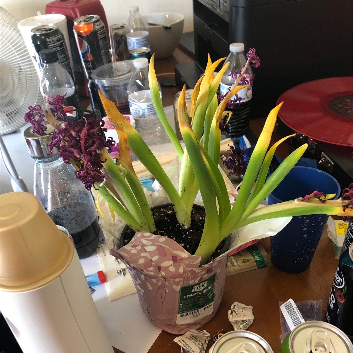 Potted Garden Hyacinth with yellowing and browning leaves, placed on a cluttered surface.
