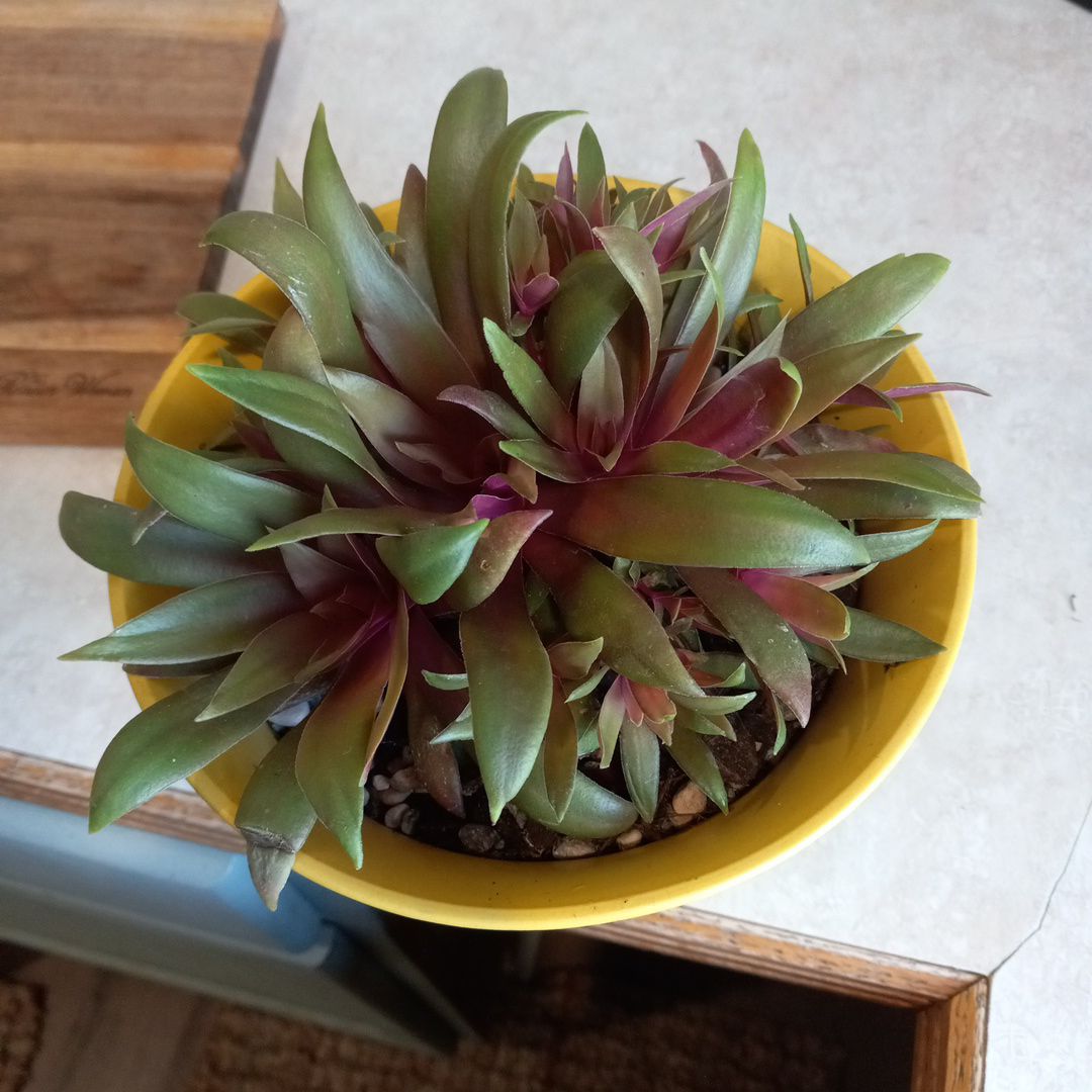 Photo of the plant species Curly Jade by @WhimsicalGollum named Crassula on Greg, the plant care app