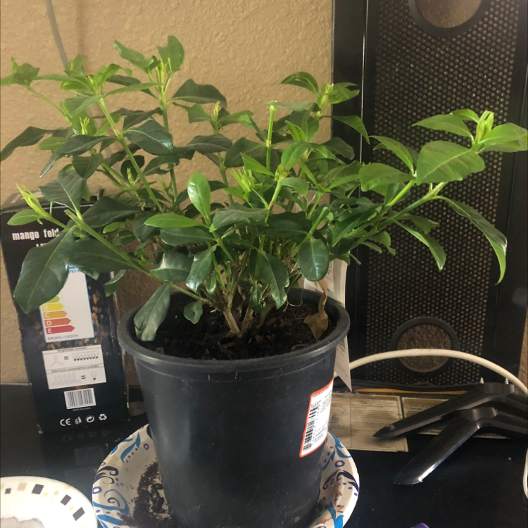 Photo of the plant species Cape Jasmine by @Agender_h0e named Ren on Greg, the plant care app