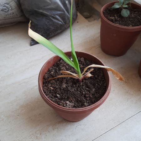 Photo of the plant species Cape-Lily by Sagesandleek named Lilly on Greg, the plant care app