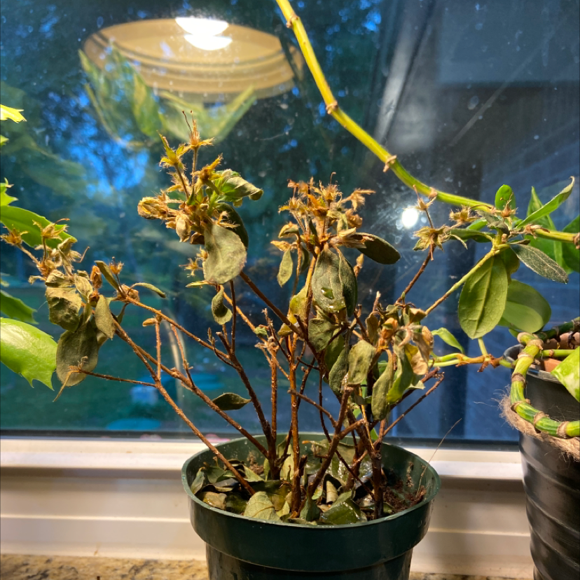 Why Does My Rhododendron Have Yellow Leaves? 🍂