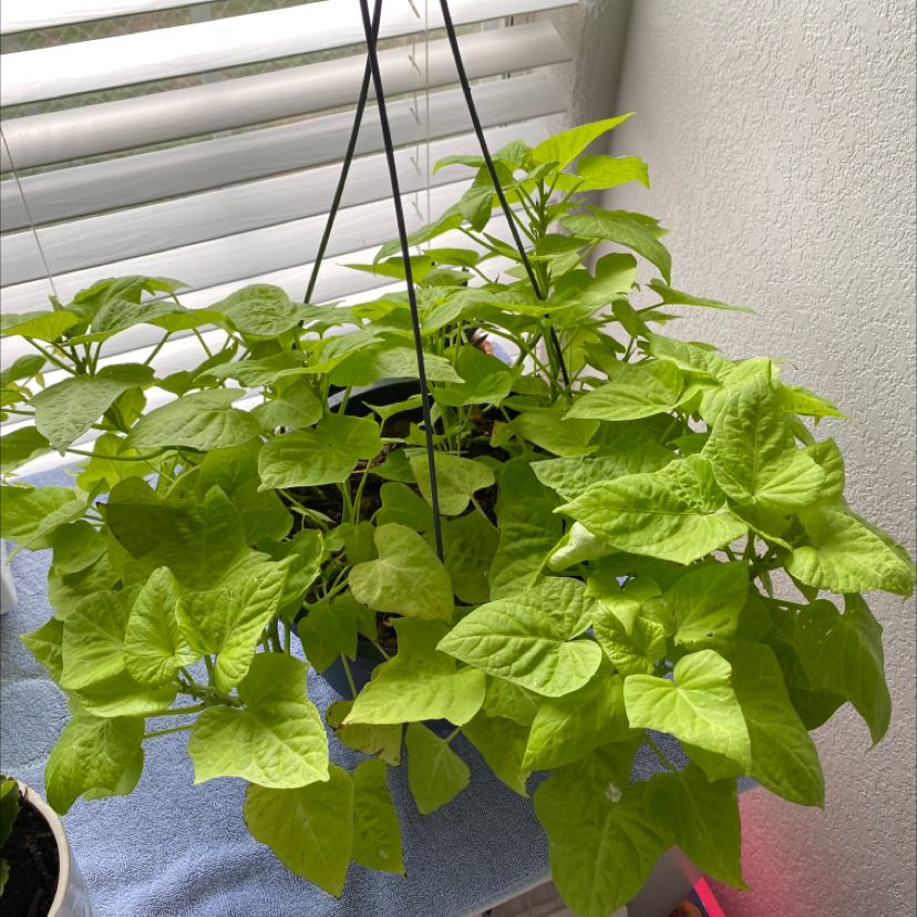 A lush, healthy sweet potato vine with vibrant green heart-shaped leaves, trailing from a hanging basket against a neutral wall.