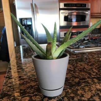 Aloe vera plant in Minden, Nevada