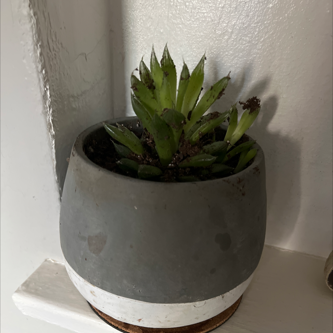 Haworthia cooperi plant in a small pot, healthy and well-framed.