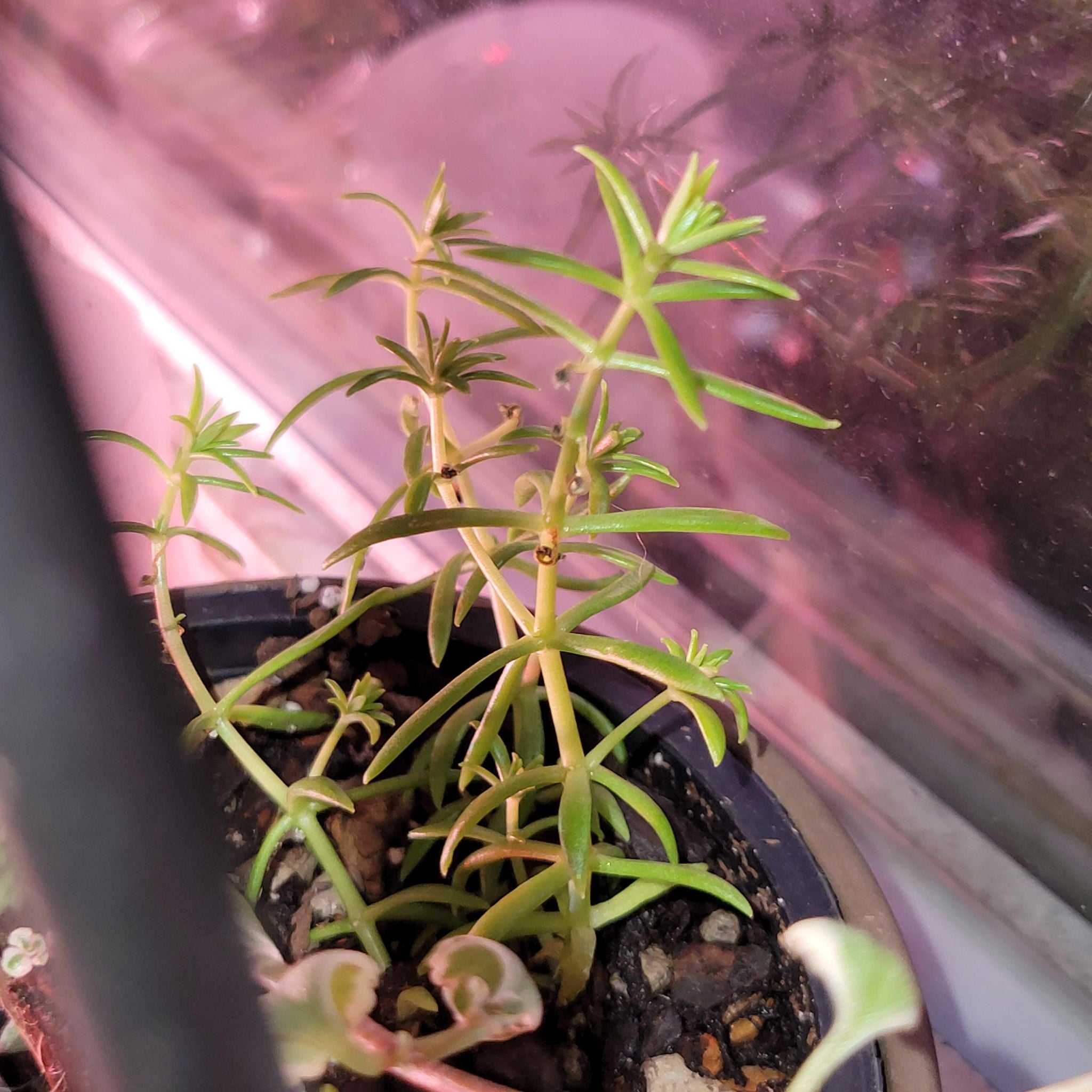 🌞 Does My Sedum lineare Need Direct Sunlight?