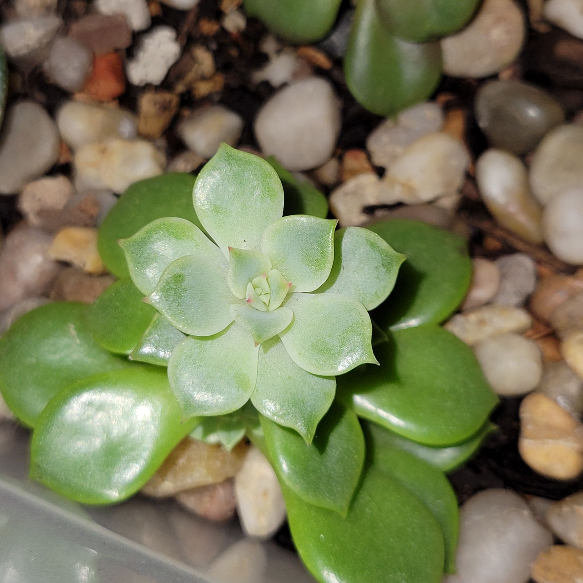 Echeveria 'Fleur Blanc' succulent plant with green leaves, surrounded by pebbles.