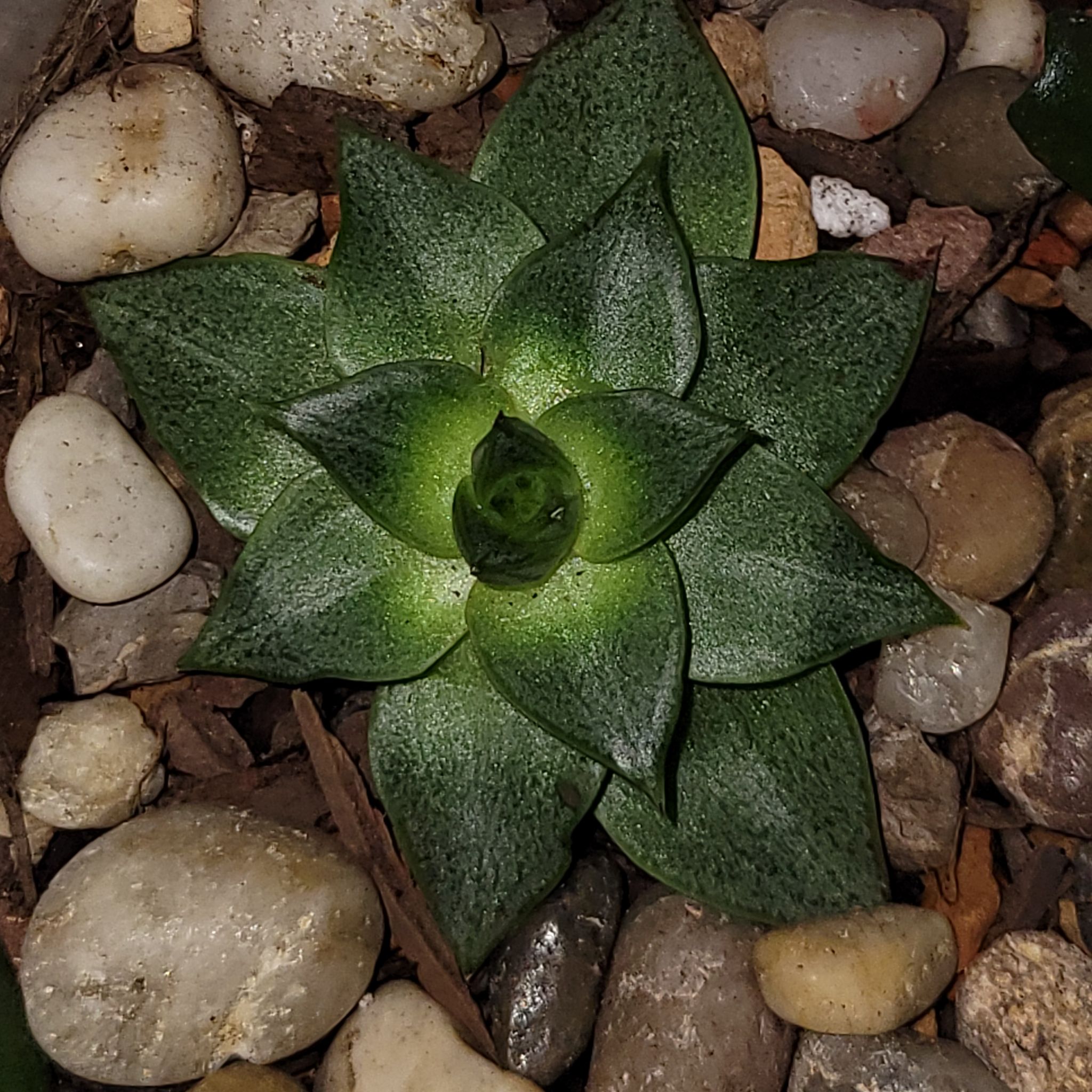 Echeveria 'Dionysos' plant with vibrant green leaves surrounded by pebbles.