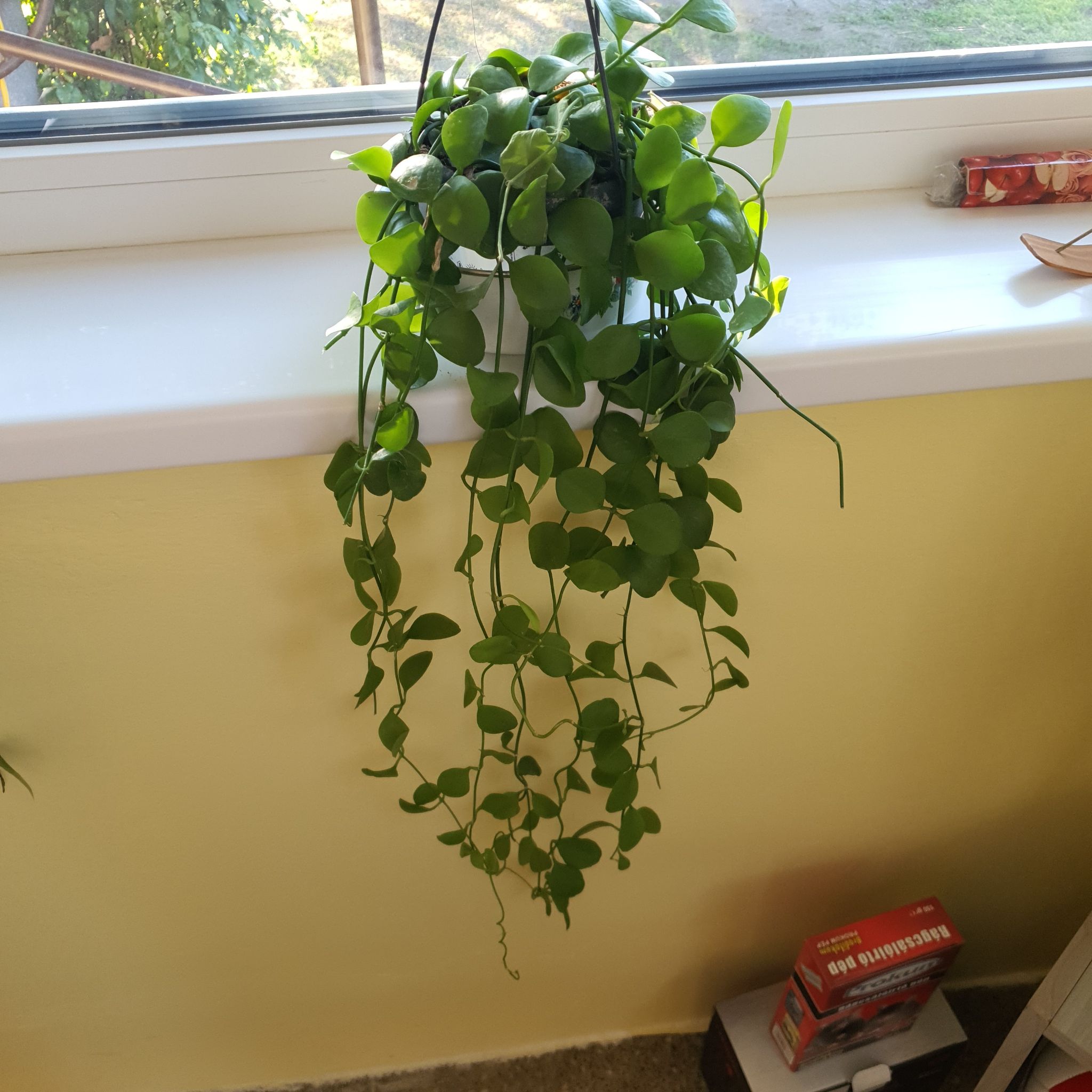 Healthy Dischidia imbricata plant on a windowsill with vibrant green leaves.