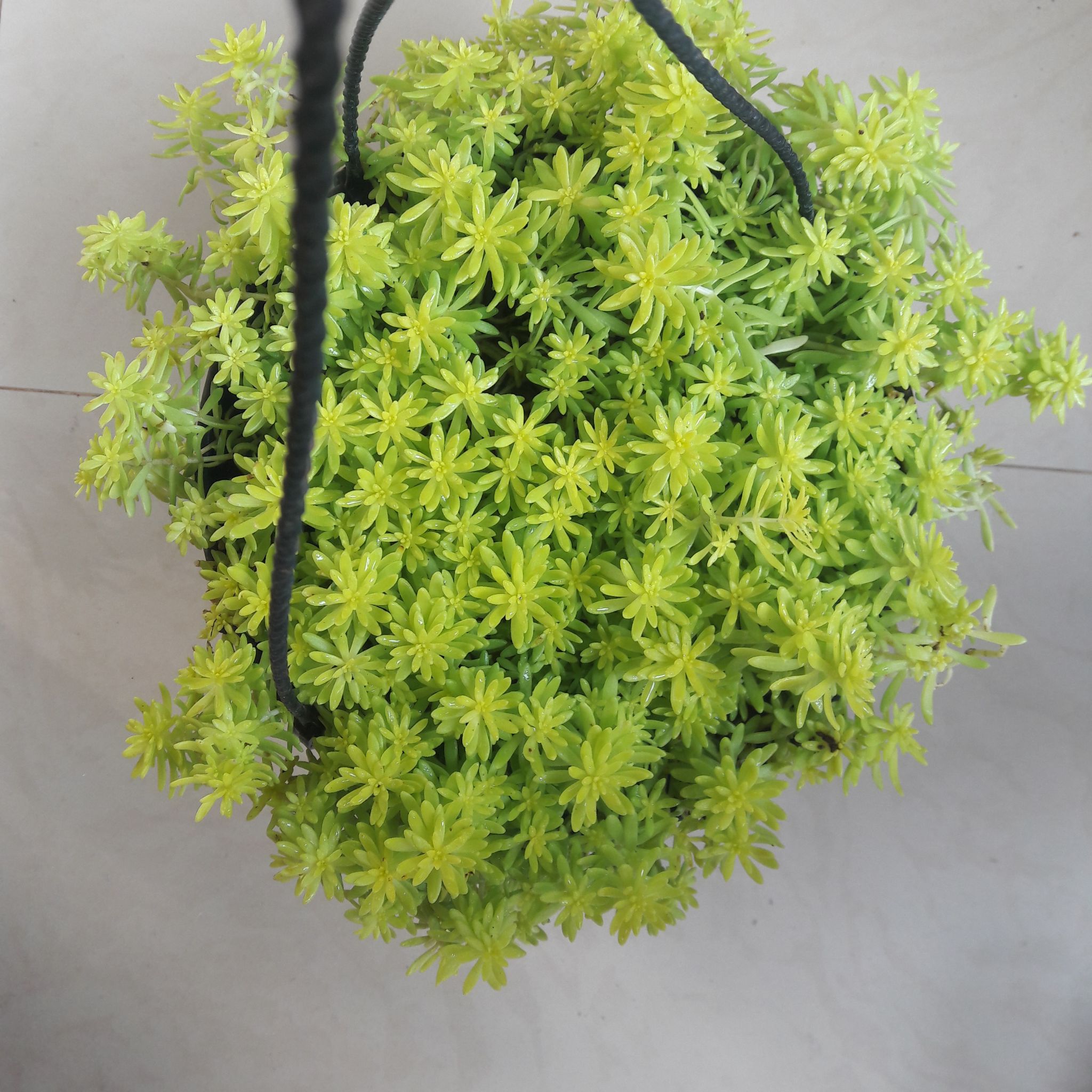 Hanging pot of Spanish Stonecrop with dense, green foliage.