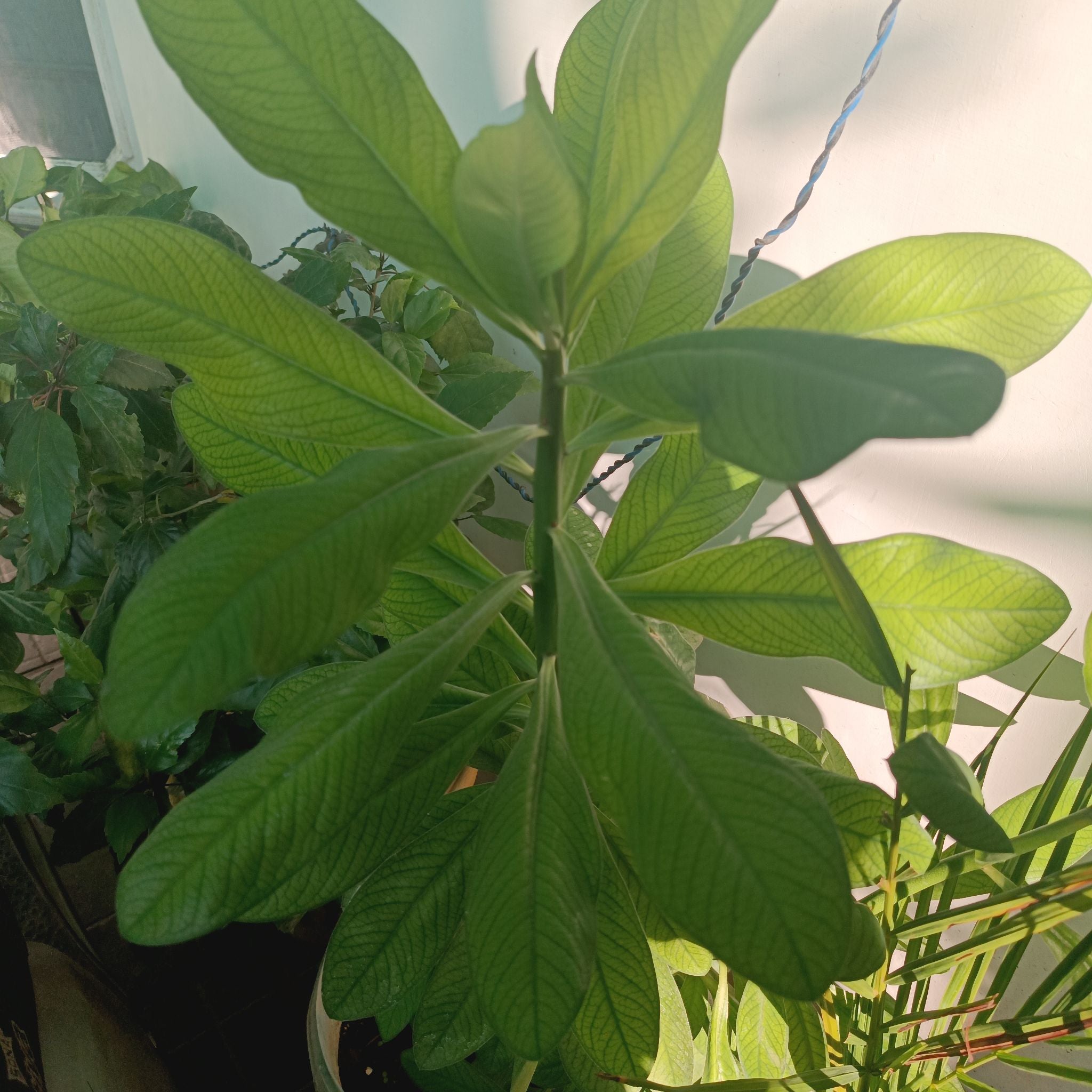 Photo of the plant species Euphorbia bicompacta by @QueenNeem named B on Greg, the plant care app