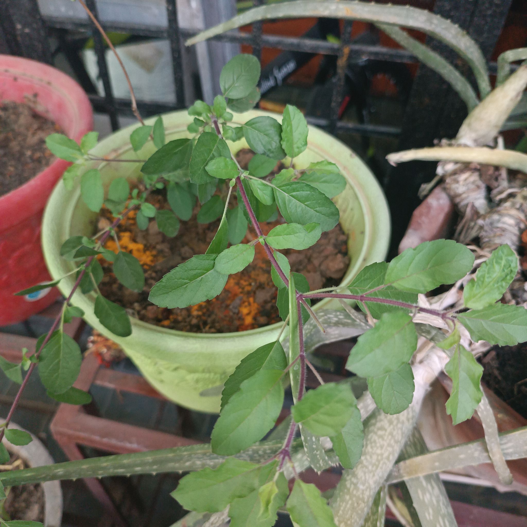 Potted Holy Basil (Tulsi) plant with green leaves, visible soil, and no signs of disease.
