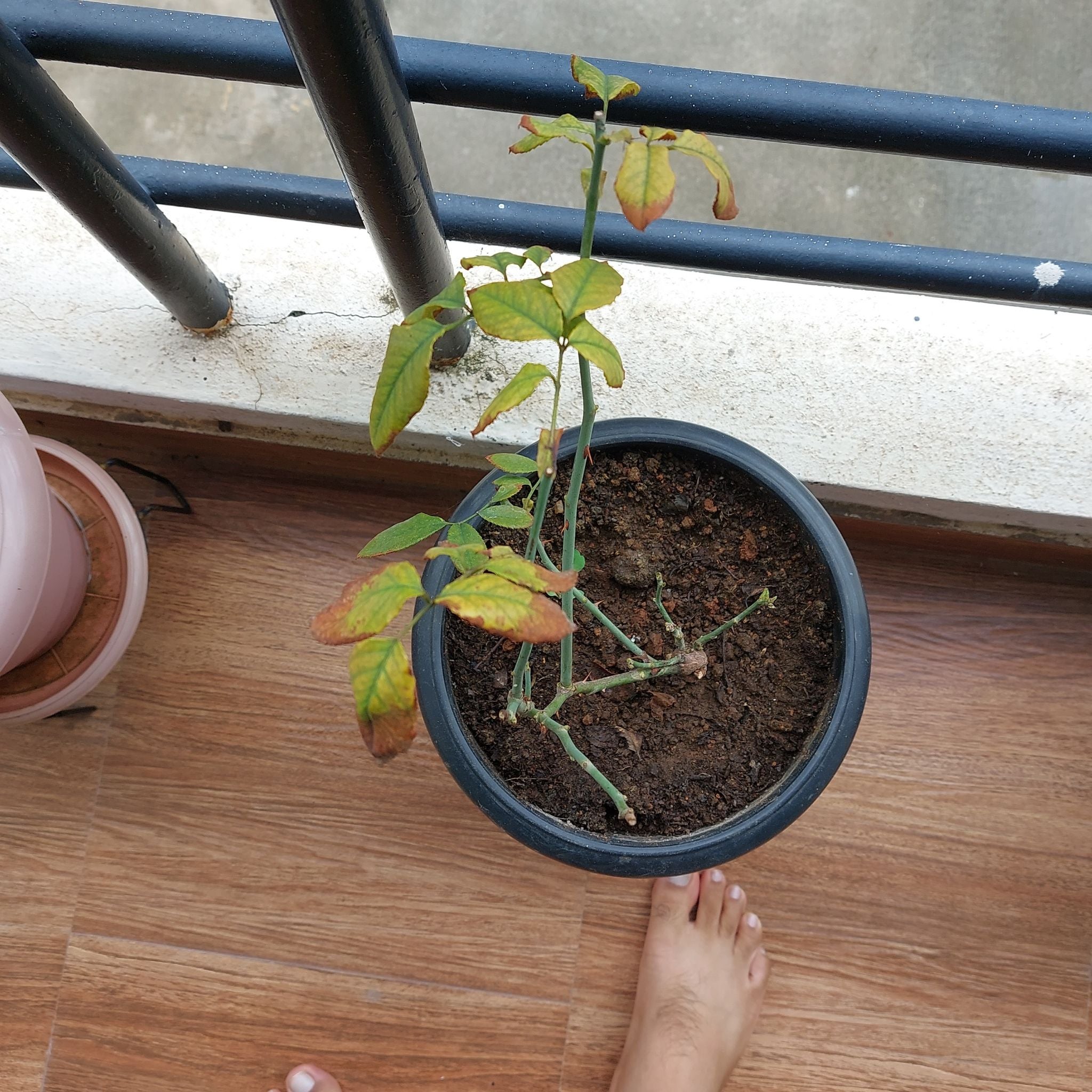 Photo of the plant species Euphorbia bicompacta by @CeleritousOxlip named Rose on Greg, the plant care app