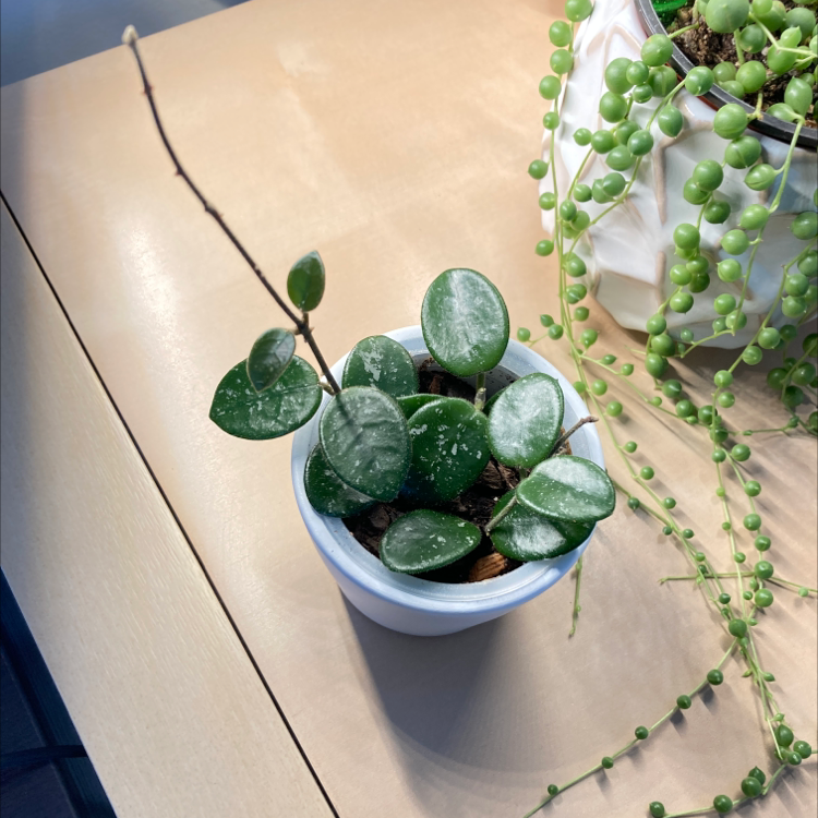 Hoya 'Mathilde' plant in a white pot with another trailing plant in the background.